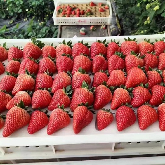 东港市奶油草莓 丹东九九草莓滋滋甜！