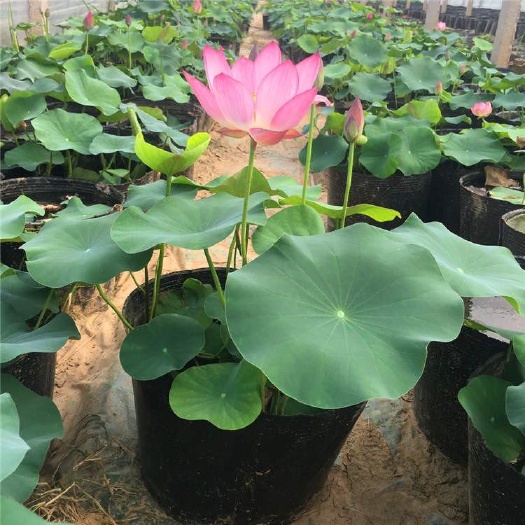 青州市 睡莲 水生植物基地 睡莲基地 自产自销