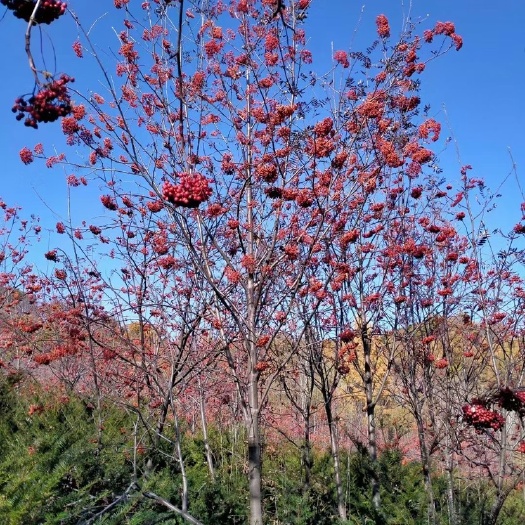 开原市东北辽宁百花花楸 红果花楸树苗 价格优惠