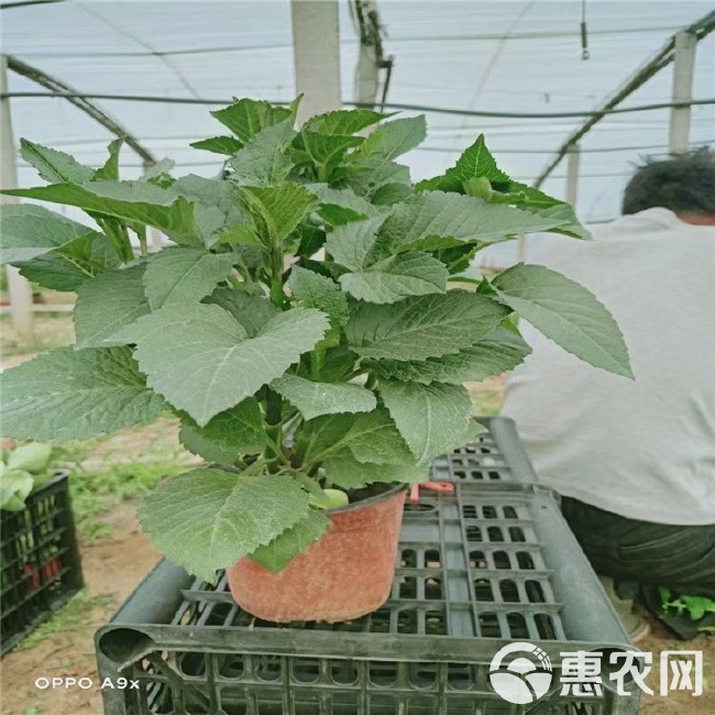 大丽花苗 大丽花 基地自产自销 大丽花批发基地