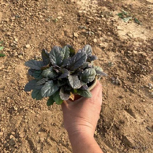 青州市草花 多花筋骨草，一手货源，基地直销，大量供应