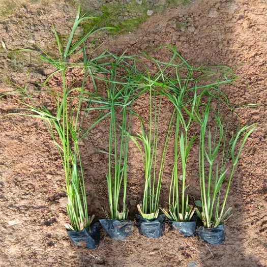 青州市旱伞草 水生植物 基地直销 大量有货