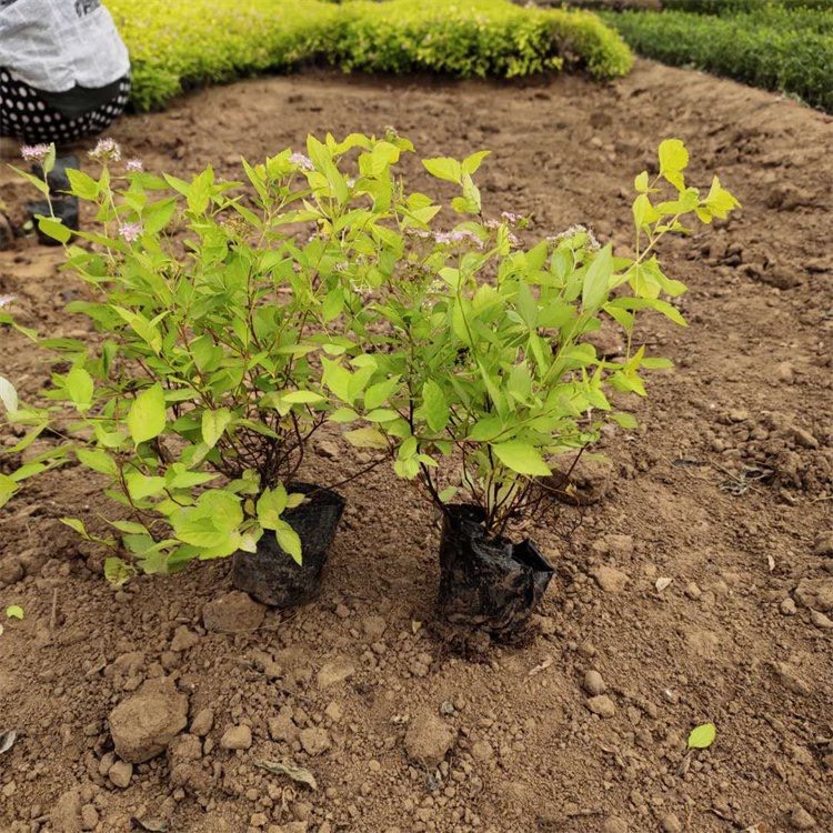 青州市 粉色绣线菊 一手货源 基地直销 大量供应
