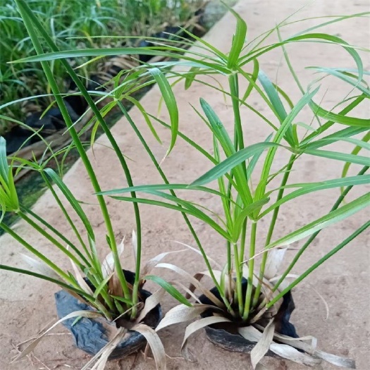 青州市旱伞草 风车草大量上市 基地自产自销 欢迎咨询