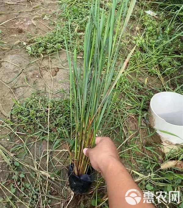  卡尔拂子茅 量大质优 基地直销 大量供应