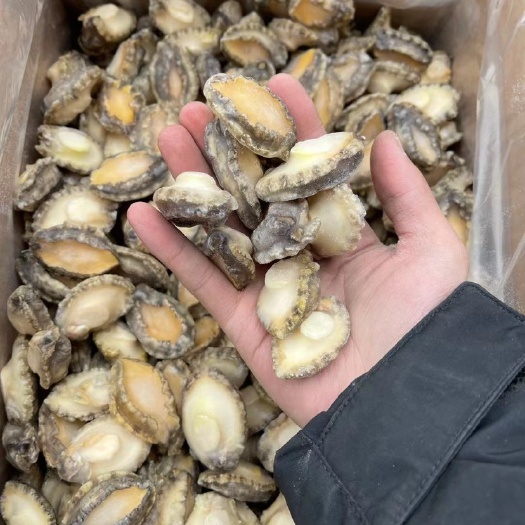 成都 好鲍鱼，肉质好，价格美丽，质量保证！