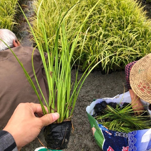 青州市 花菖蒲 种植基地 花菖蒲 水生植物批发