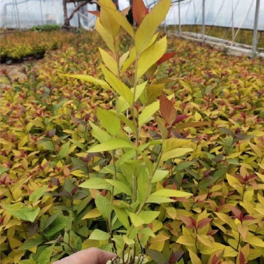 青州市 金焰绣线菊 基地直销 金焰绣线菊 大量供应