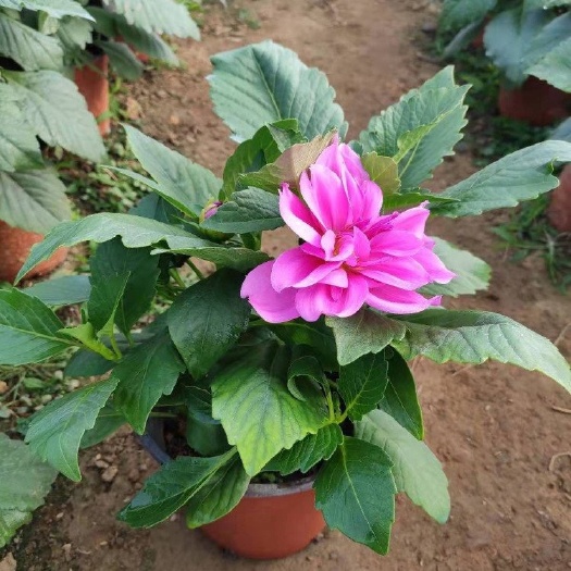小丽花 种植基地 小丽花 产地供应