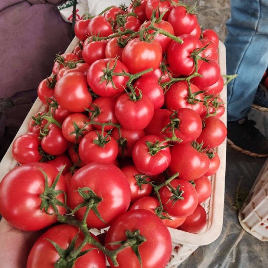 西红柿批发、超市、蔬菜市场、赶集货、食堂货、实力代收