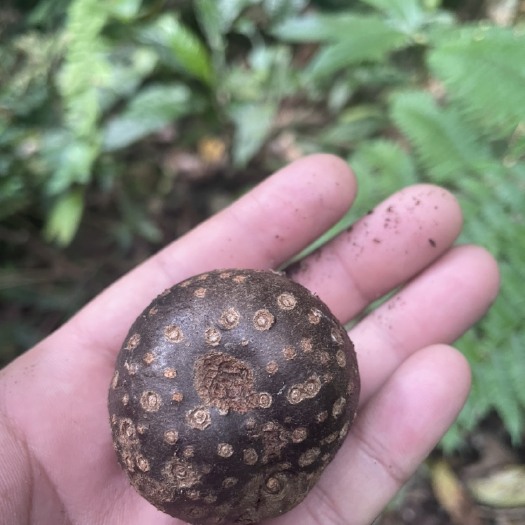  黄药子 黄独 鲜货