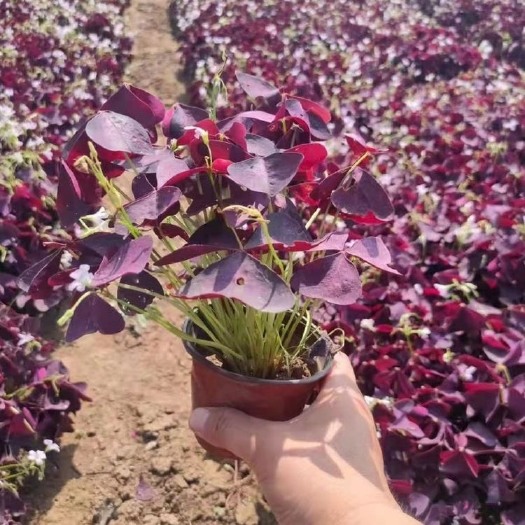 青州市草花 醡浆草，紫叶醡浆草，基地直销，大量供应