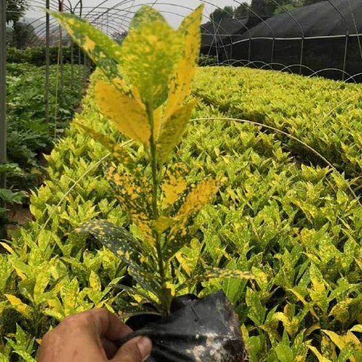 青州市 洒金珊瑚绿化工程苗 洒金珊瑚批发基地