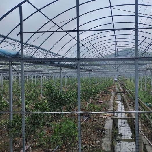 天津种植大棚 种植棚 养殖棚  温室大棚  冷棚