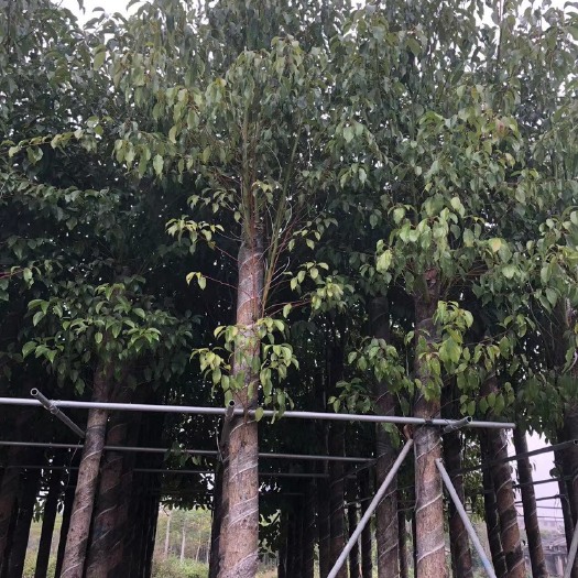 普宁市 绿化苗木，香樟，大小规格都有，树形，截杆，骨架，全冠。