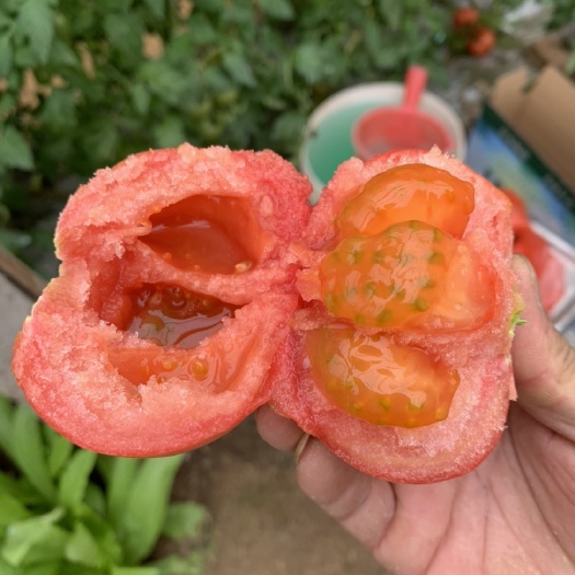 永清县普罗旺斯番茄 普罗旺斯西红柿