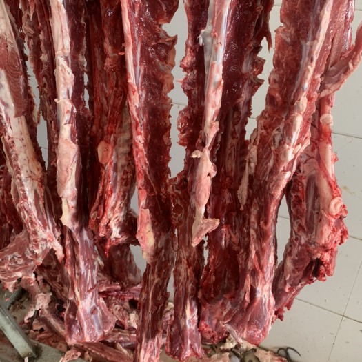 定州市羊蝎子 羔羊脊骨。满肉的羊脊骨