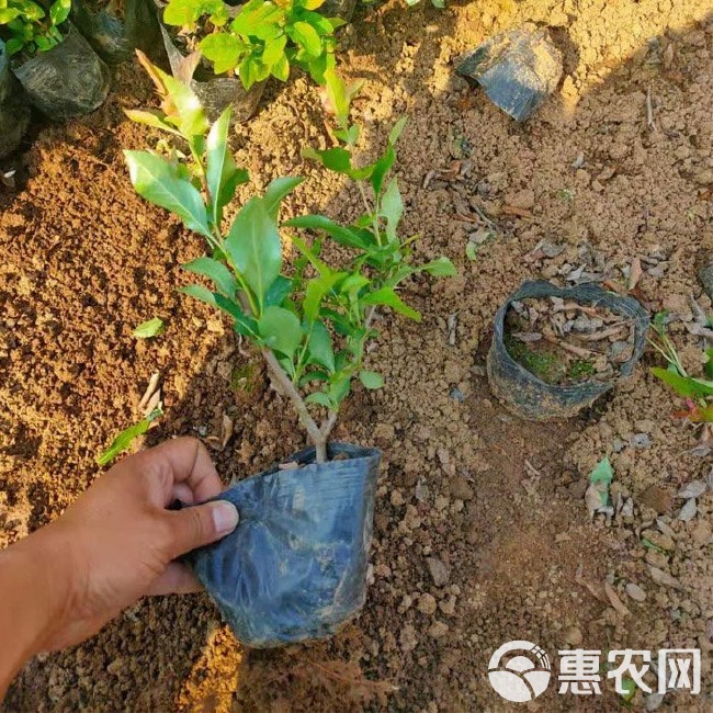  贴梗海棠 耐寒苗木 基地直销 量大质优