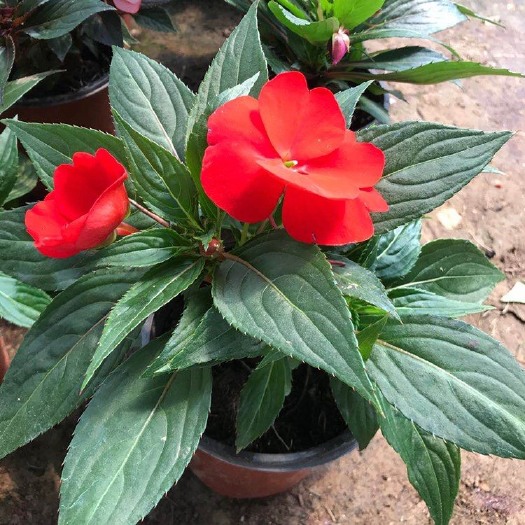 青州市凤仙花 几内亚凤仙大量上市 基地自产自销
