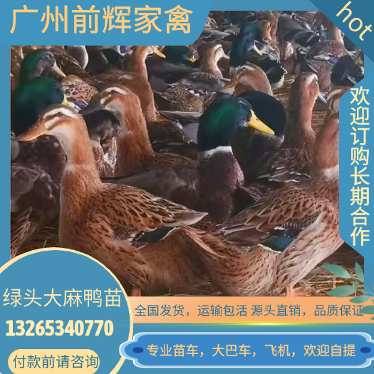 广州鲜活青头鸭苗.麻鸭苗.大种绿头麻鸭苗批发，全国发货量大包邮。