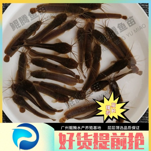 广州塘鲺苗 优质三黄塘鲺鱼苗 本地塘鲺鱼苗 鲜活直达