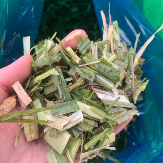 柳城县蔗尾青贮 甘蔗尾青储饲料