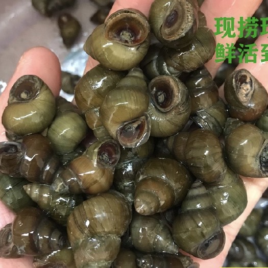 贵港鲜活石螺货源充足 壳薄个大肥美 水库石螺