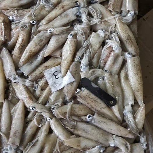 北海枪乌贼 整只鱿鱼