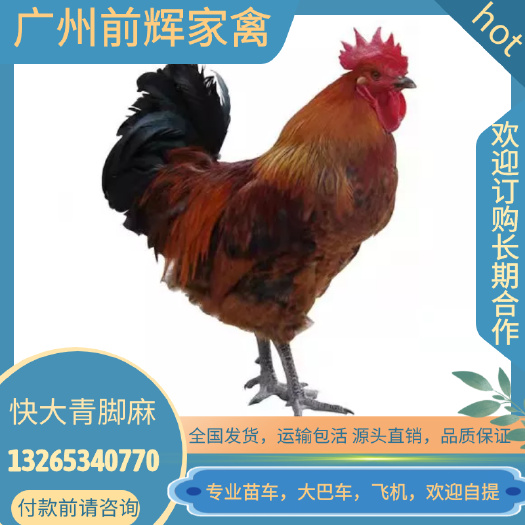 广州麻鸡苗  广东青脚麻孵化场·出壳活体青脚麻肉鸡种苗·全国量大