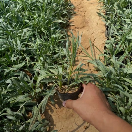  矢车菊 种植基地 矢车菊 自产自销