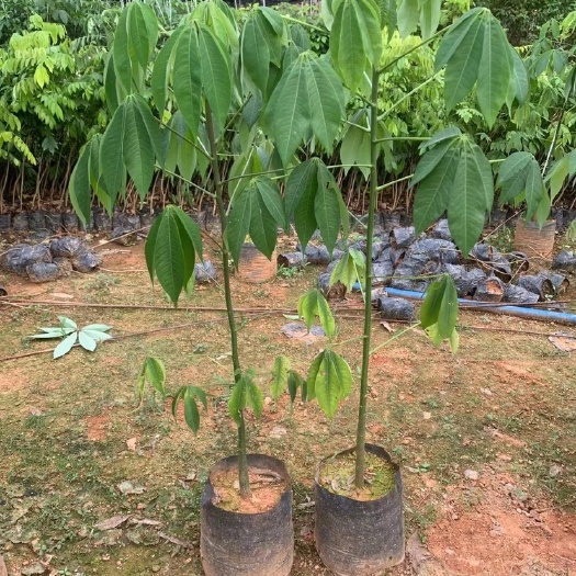 广州 美丽异木棉树苗 美人树 大腹木棉树苗 酒瓶树苗庭院小区行道风