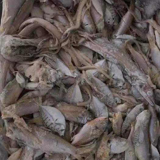石狮市饲料鱼 船冻海鱼海杂鱼饲料 不定重 薄膜袋装