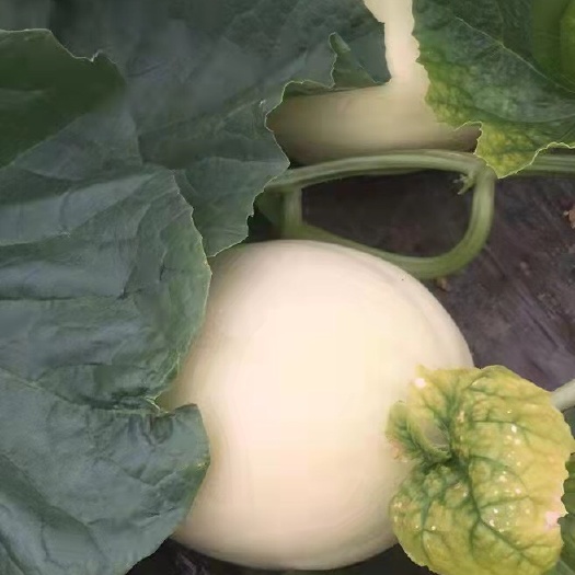 浙江台州玉菇甜瓜大量上市，三门椒江实力代办