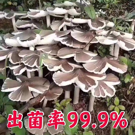 玉林鸡枞菌包菌种