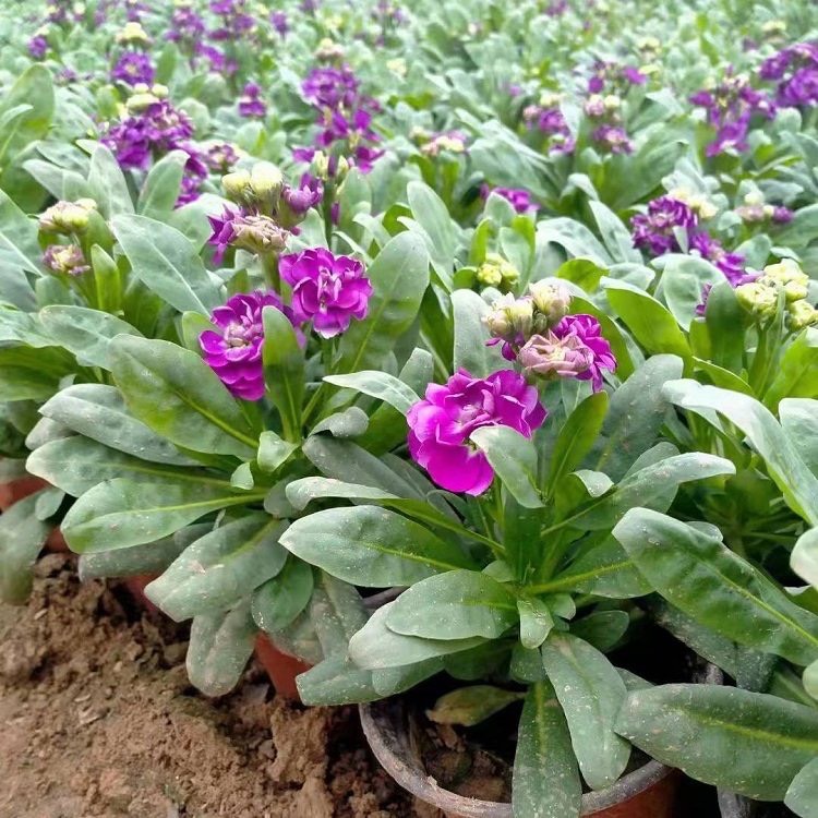 青州市 紫罗兰 草花基地 一手货源 基地直销