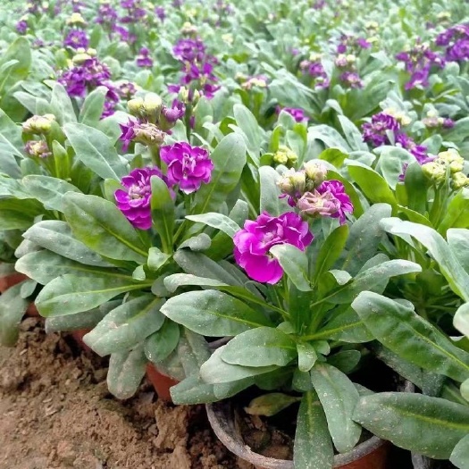 青州市 紫罗兰 草花基地 一手货源 基地直销