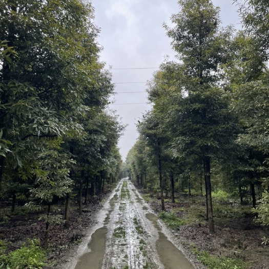 雅安 桢楠8公分