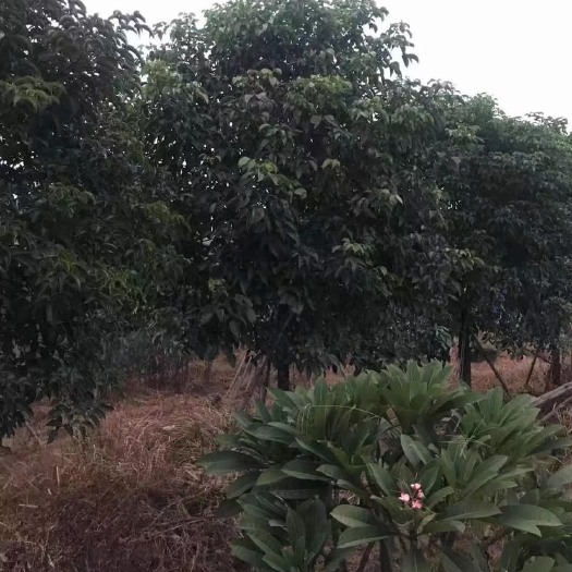 漳州12-15公分秋枫 秋枫种植基地低价直销批发