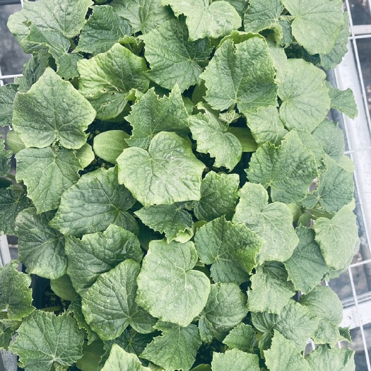 达州黄瓜种苗 油量型青黄瓜，好吃型水果黄瓜