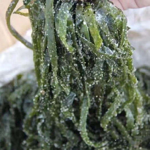 大连厂家直销批发盐渍海带丝保质保量自己家海今年新菜