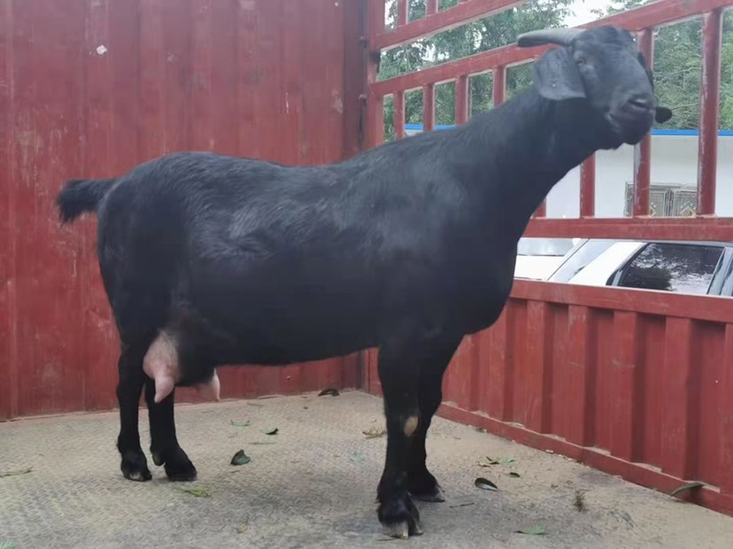 放养黑山羊；福建黑山羊