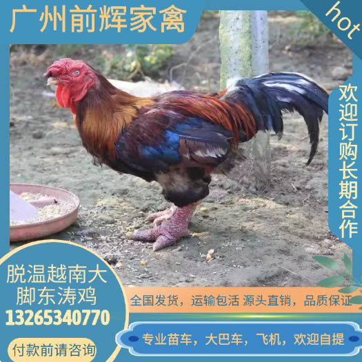 广州广州越南大脚东涛鸡苗孵化场，活体脱温大脚东涛鸡苗，打2次疫苗