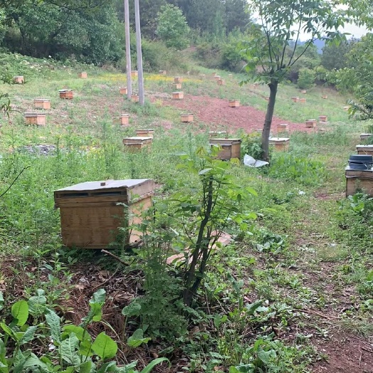 岑溪市包邮中蜂蜂群云南土蜂杂交王4000工蜂带王笼蜂