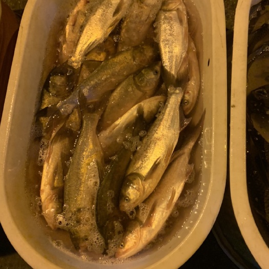 淮安白鲢鱼 白鲢