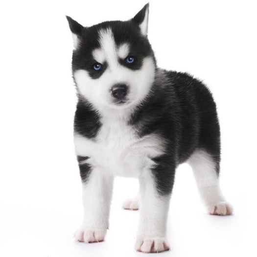 菏泽哈士奇幼犬纯种小二哈幼崽活体哈士奇真狗活狗幼犬宠物小狗狗