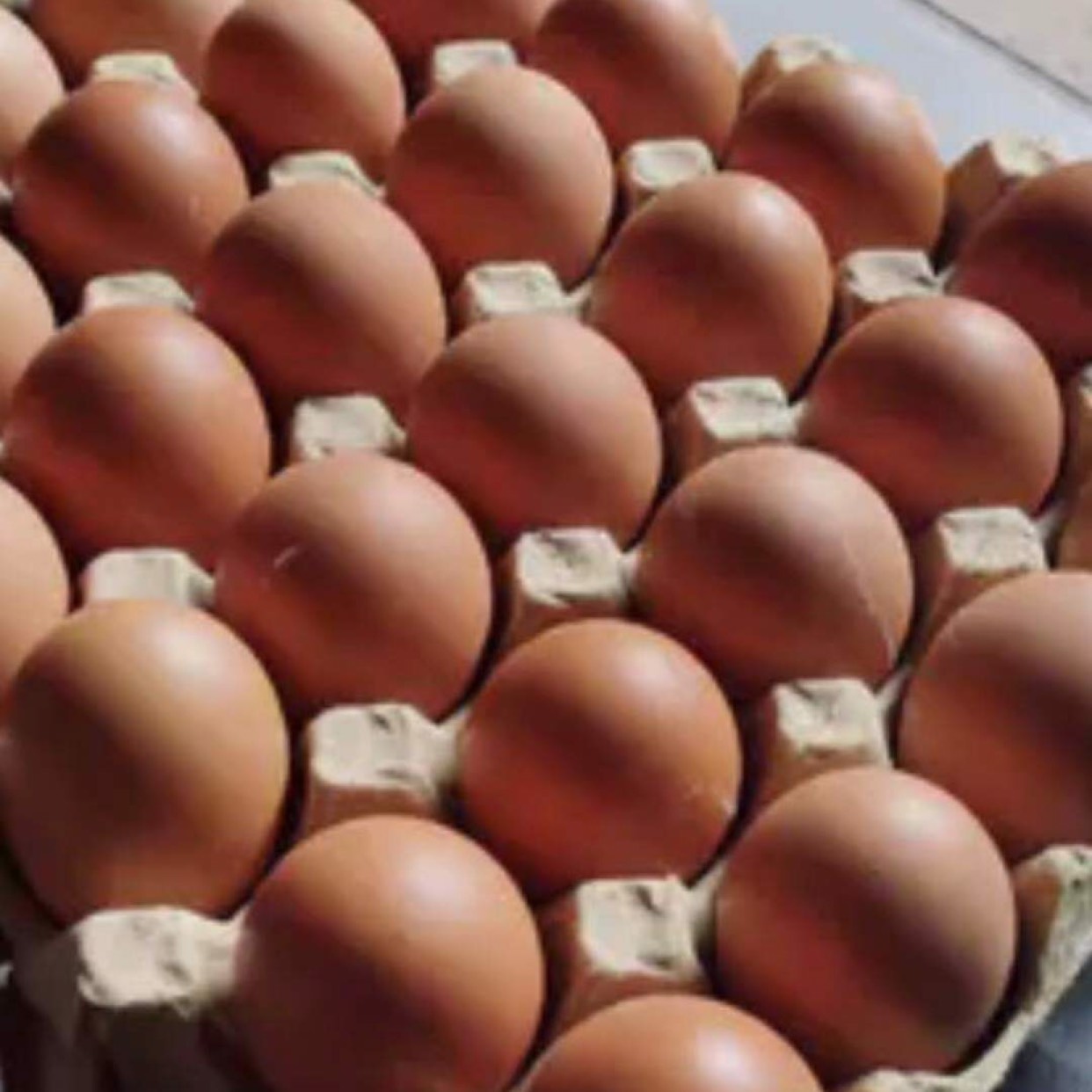 太仓市毛蛋，照蛋 ，钢化蛋，活珠子