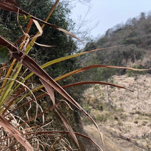 黟县黄山土鸡蛋、黑鸡蛋