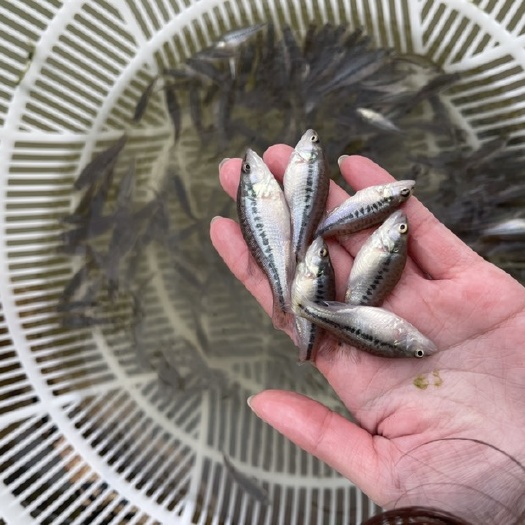 南宁加州鲈鱼苗，规格齐全，技术指导，成活率高，成长速度快