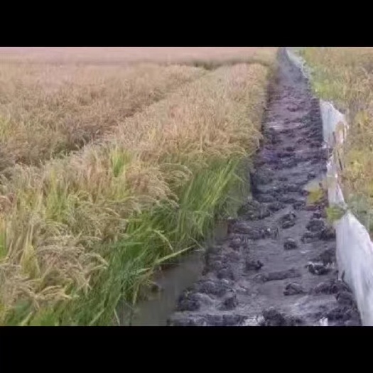 唐山珍珠米 河北省唐山市曹妃甸区 粳米 一等品 