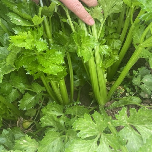 夏县山西运城新鲜西芹 60-70cm 长杆 蔬菜批发 快递代发